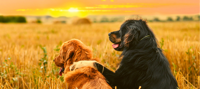 Bewusste Auszeit mit Hund – Raus aus dem Alltagsstress - Bewusste Auszeit mit Hund – Raus aus dem Alltagsstress