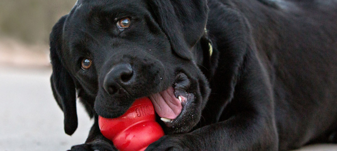 Hundeleckerli – Festtagsrezepte für deinen KONG - Hundeleckerli – Festtagsrezepte für deinen KONG