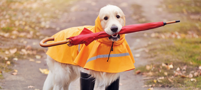 Mit Hund trocken und gesund durch die nasse Jahreszeit - Mit Hund trocken und gesund durch die nasse Jahreszeit