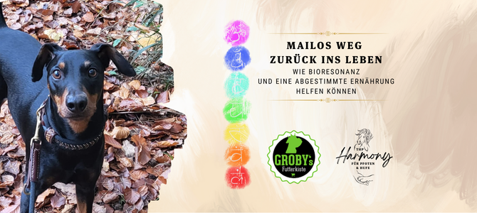 Hilfe, mein Hund hat eine Futtermittelallergie - Hilfe, mein Hund hat eine Futtermittelallergie