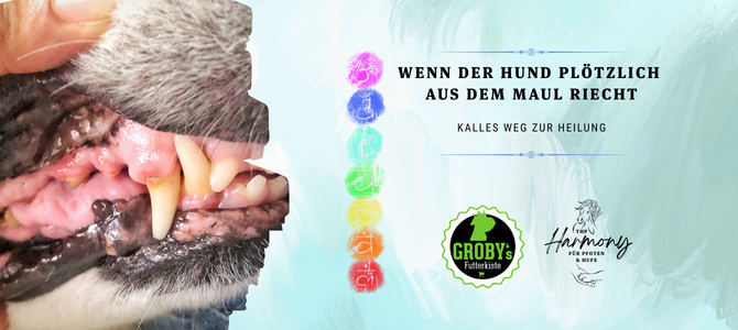 Wenn der Hund plötzlich aus dem Maul riecht – Kalles Weg zur Heilung - Wenn der Hund plötzlich aus dem Maul riecht – Kalles Weg zur Heilung