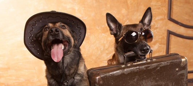 Reise-Checkliste für den Hund - Koffer packen für den tierischen Urlaub - Reise-Checkliste für den Hund - Koffer packen für den tierischen Urlaub