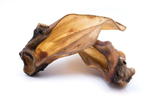 Rinderohren XL mit Muschel 50 Stück