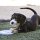 KONG Puppy Flyer Frisbee S