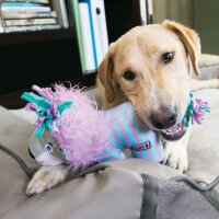 KONG Knots Carnival Camel M/L