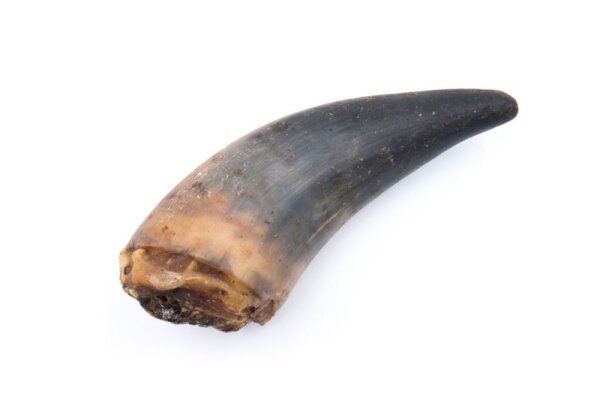 Rinderhorn als Kauknochen Kauhörner