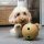 KONG Bamboo Feeder M