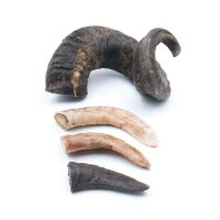 Lammhorn als Kauknochen