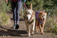 Ruffwear Overcoat Fuse™ Hundemantel mit integriertem Geschirr Cedar Green