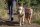 Ruffwear Overcoat Fuse™ Hundemantel mit integriertem Geschirr Cedar Green