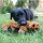 KONG Low Stuff Flopzie Lamb (Lamm) M