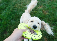 KONG Reflex Flyer Frisbee