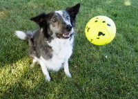 KONG Reflex Ball L