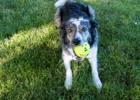 KONG Reflex Ball L