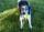 KONG Reflex Ball L