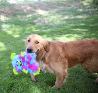 KONG Frizzles Frazzle M