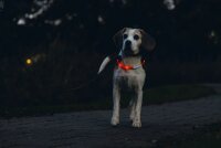 Leuchthalsband LED mit Ladekabel