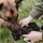 HUNTER Trainer Snack Dummy L grau 30 cm