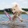 KONG Wild Shieldz Training Dummy S/M Swirl
