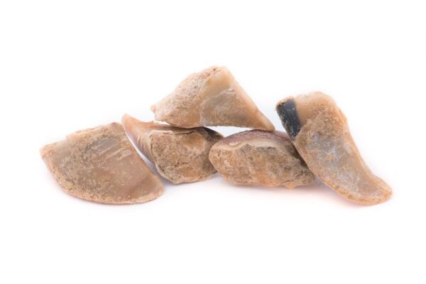 Rinderhufe mit Pastete