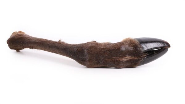 Hirschunterbeine mit Fell